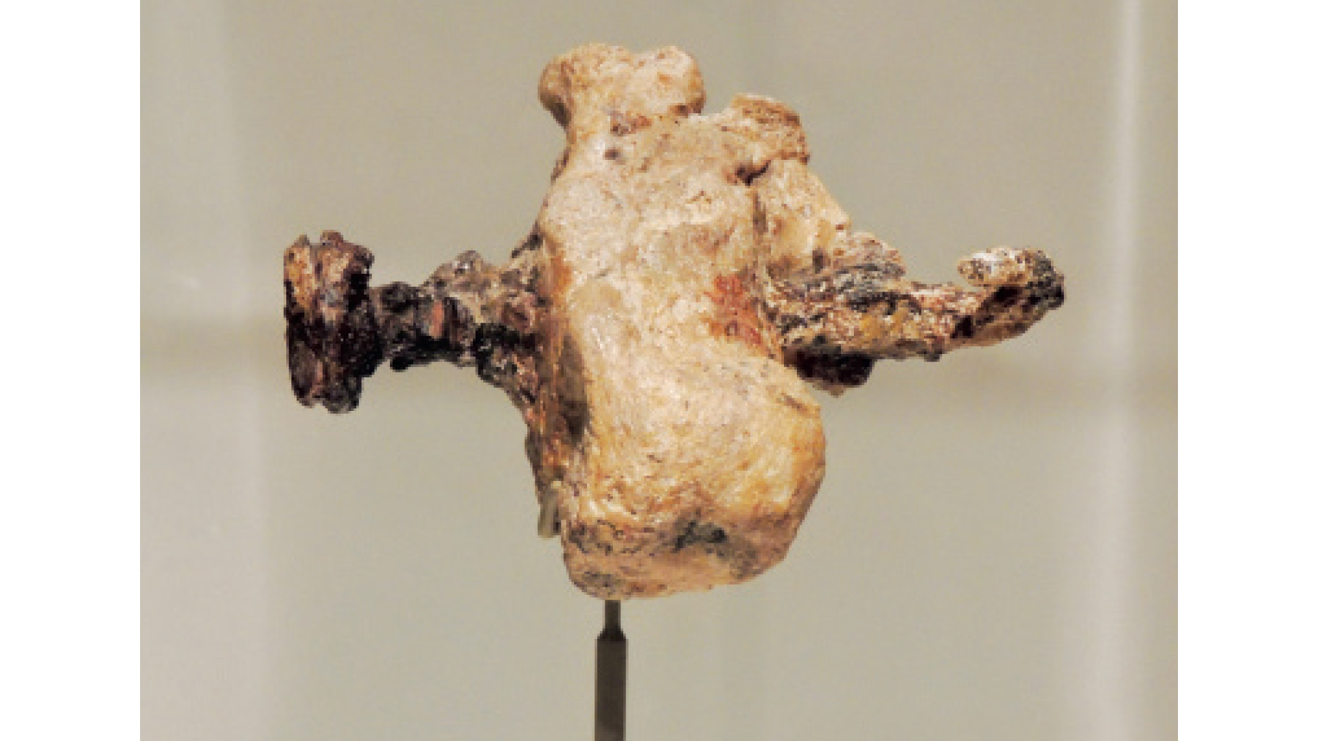 Heel bone of crucified first-century man, with embedded crucifixion nail