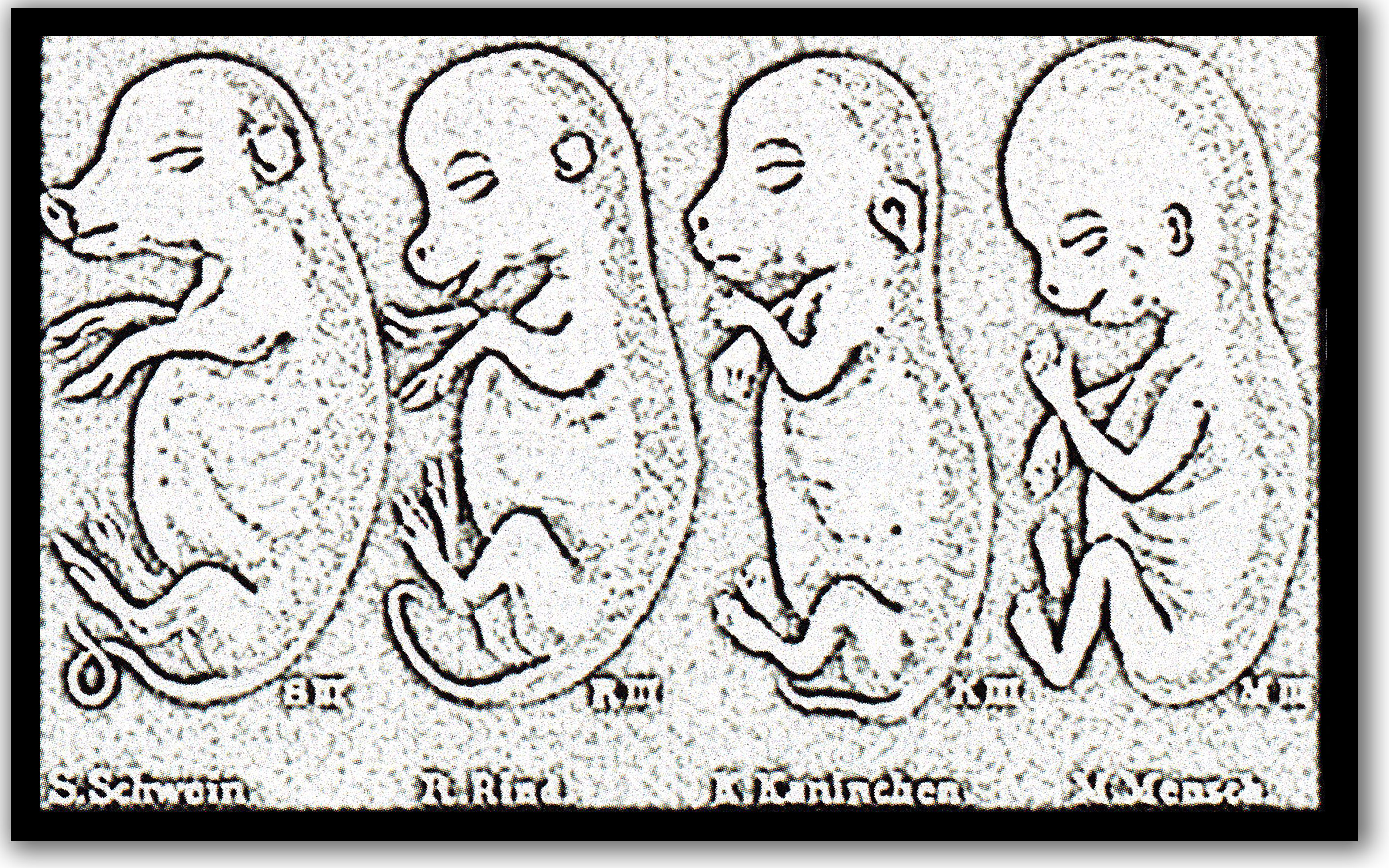 Beweise Für Die Evolution Fragwürdige Beweise | Religion/Wissenschaft: Vision | Vision